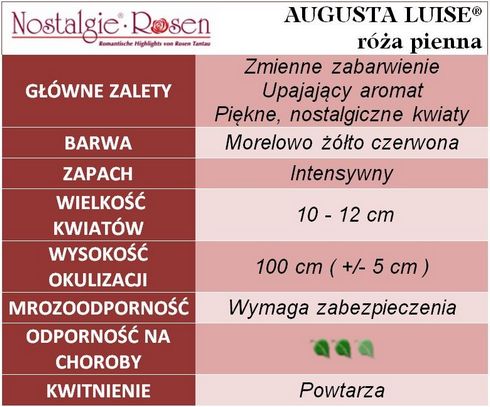 Augusta Luise róże pienne